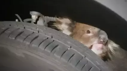 Legendary Koala Manages To Survive A 16km Journey Behind A 4WD Wheel