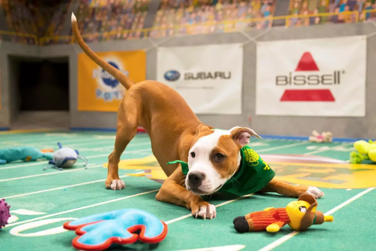 You can stream the Puppy Bowl on YouTube. (