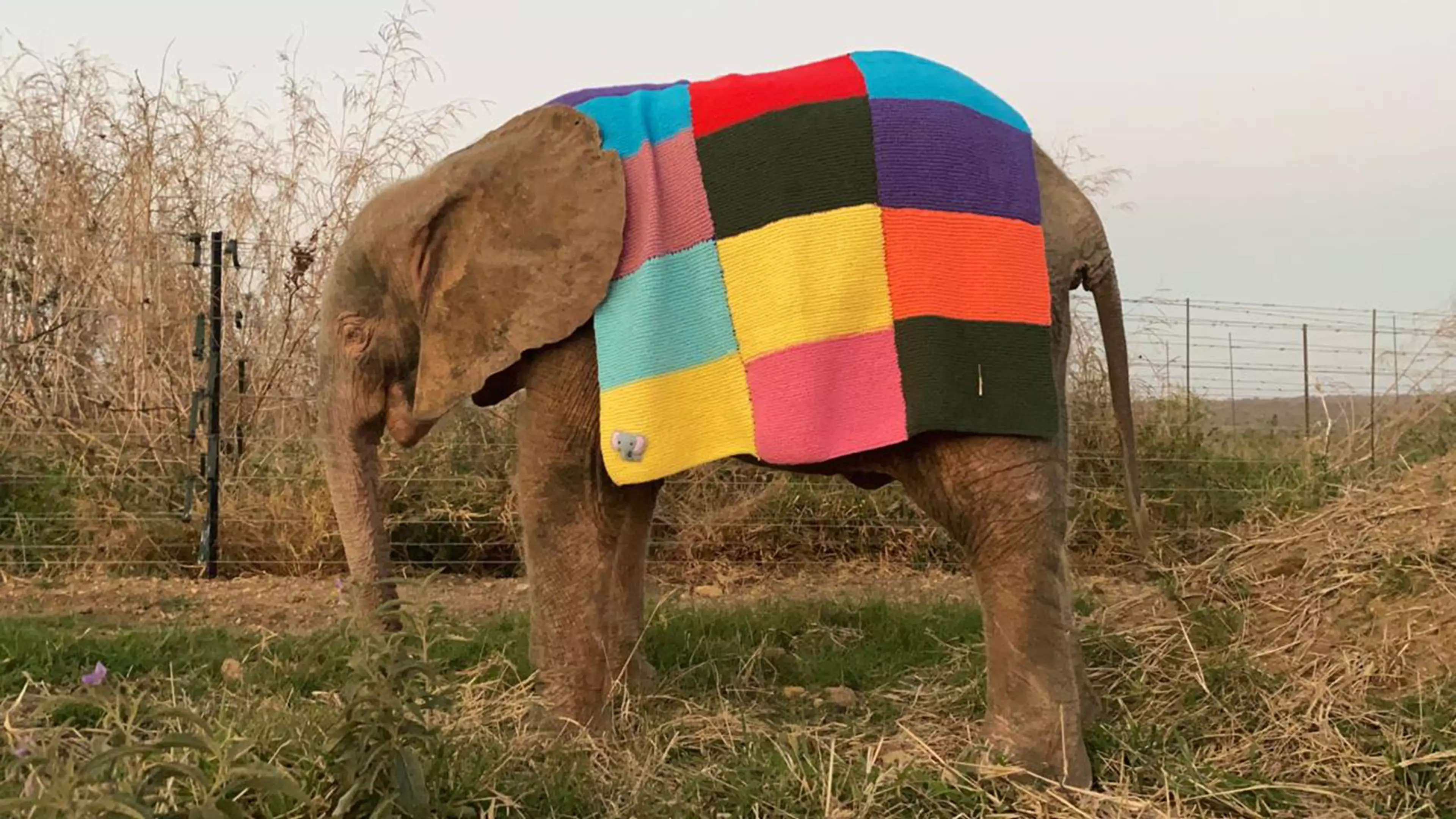 Adorable Grandma Knits Elmer Blanket For Baby Elephant