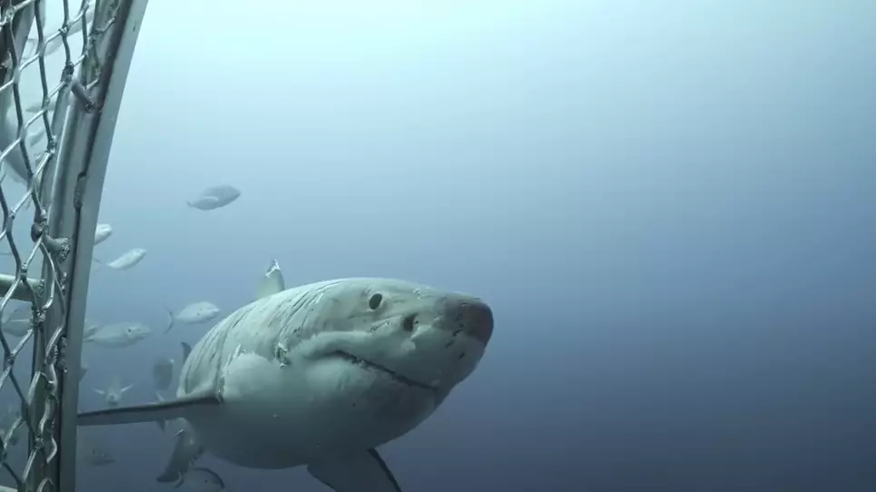 Incredible Footage Shows 'World's Most Battered' Great White Shark
