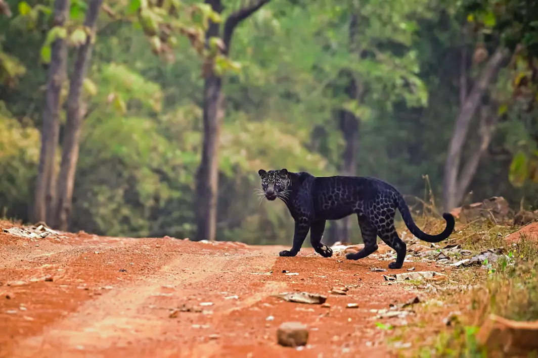 The melanistic is incredibly rare (