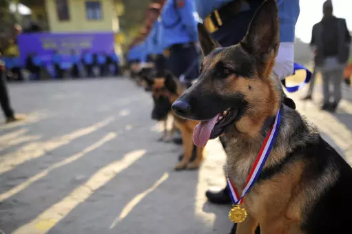 A German Shepherd sporting its eighth place medal.
