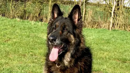 Police Force Pays Emotional Tribute To Retired Police Dog Named Bear