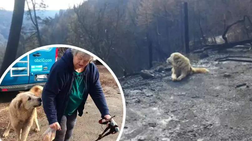 Heartwarming Footage Shows Dog Who Survived California Fires Reunited With Owner