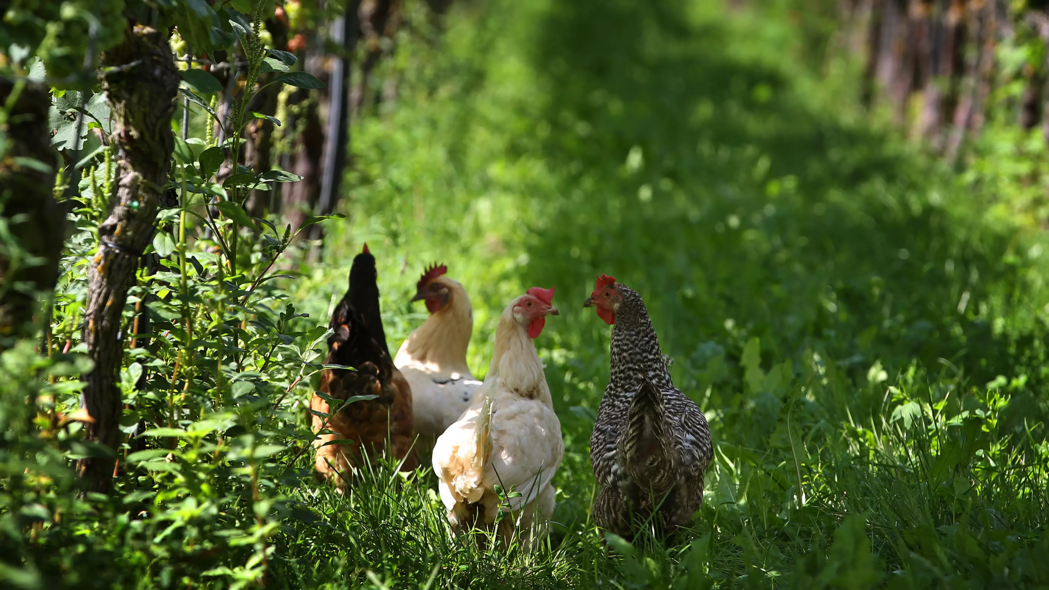 Victorian Vet Claims Chickens Don't Actually Like Being Free Range 