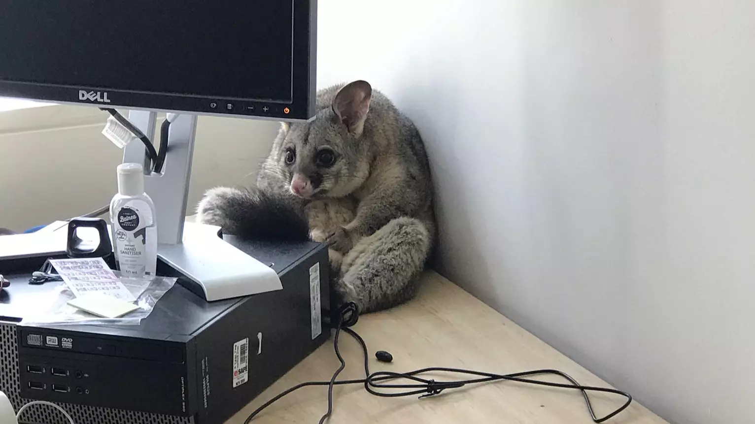 Pesky Possum Trashes Office Before Hiding Behind Computer And Looking Remorseful 