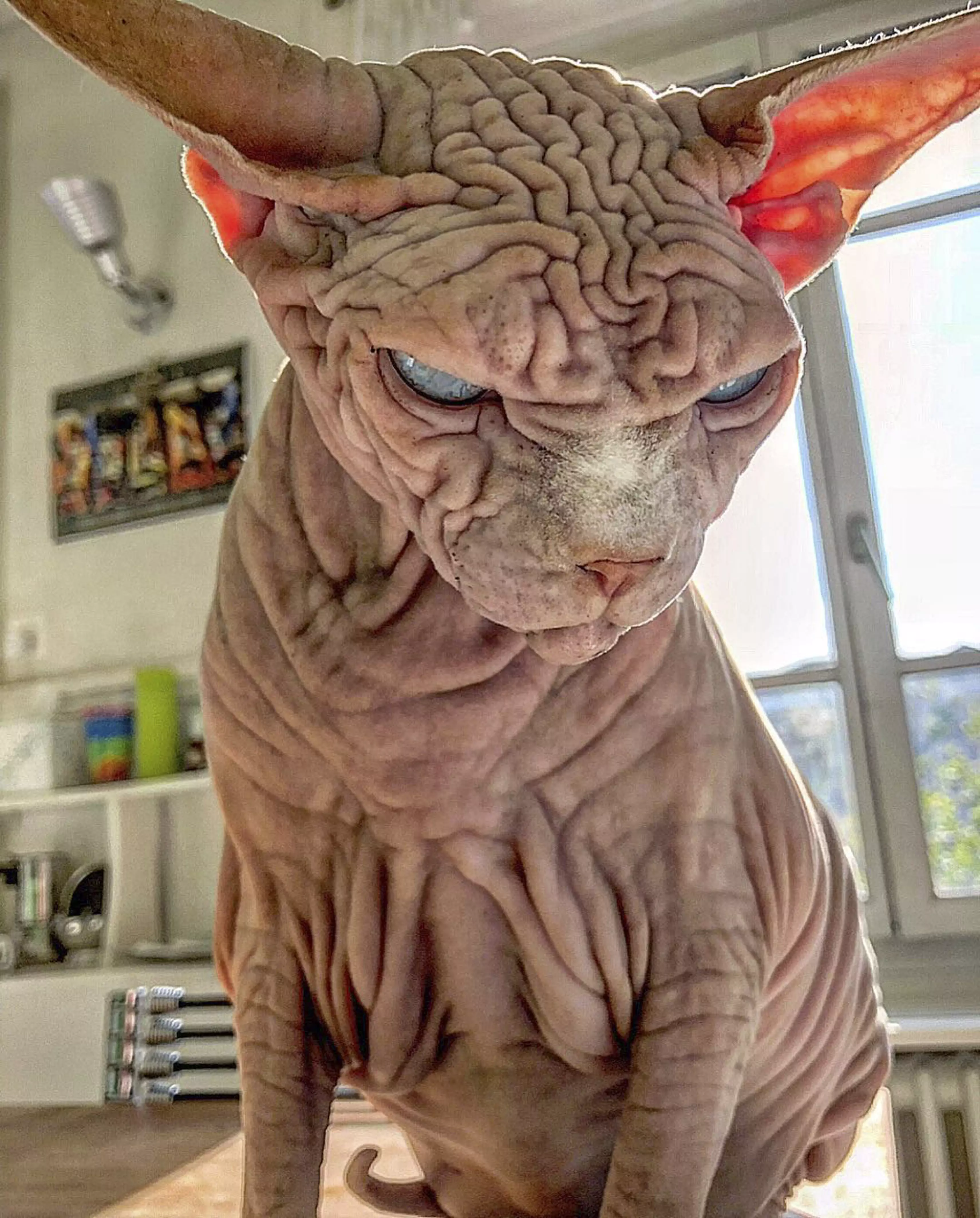 Strong Emperor Palpatine vibes from this cat.