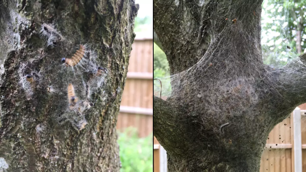 'Toxic' Caterpillars Are In The UK And That's Another Reason To Stay In The Pub