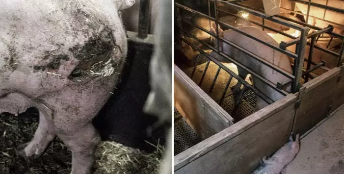 Distressing Footage Shows Horrifying Conditions On UK Pig Farm