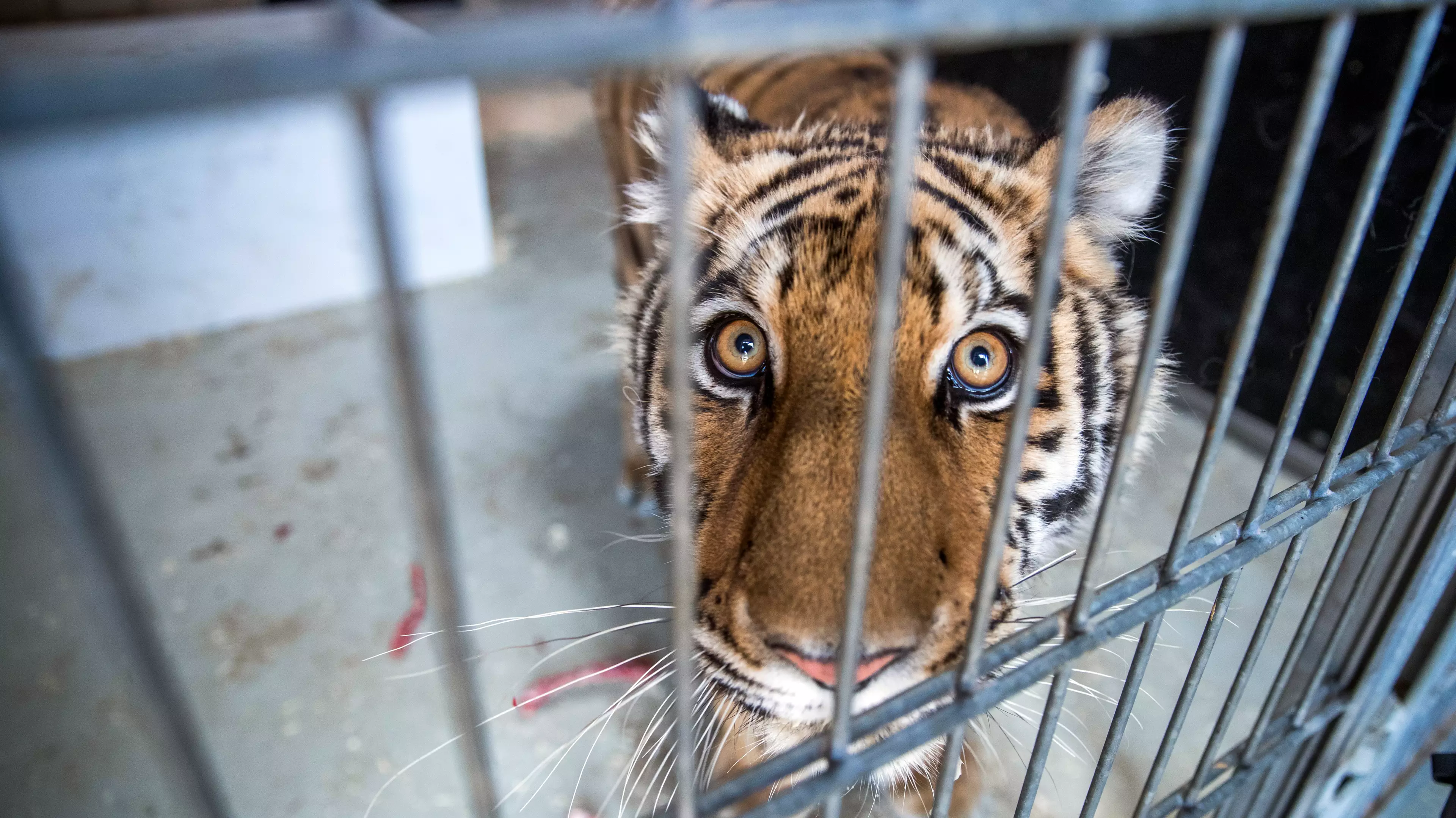 Wales Set To Ban Use Of Wild Animals In Travelling Circuses