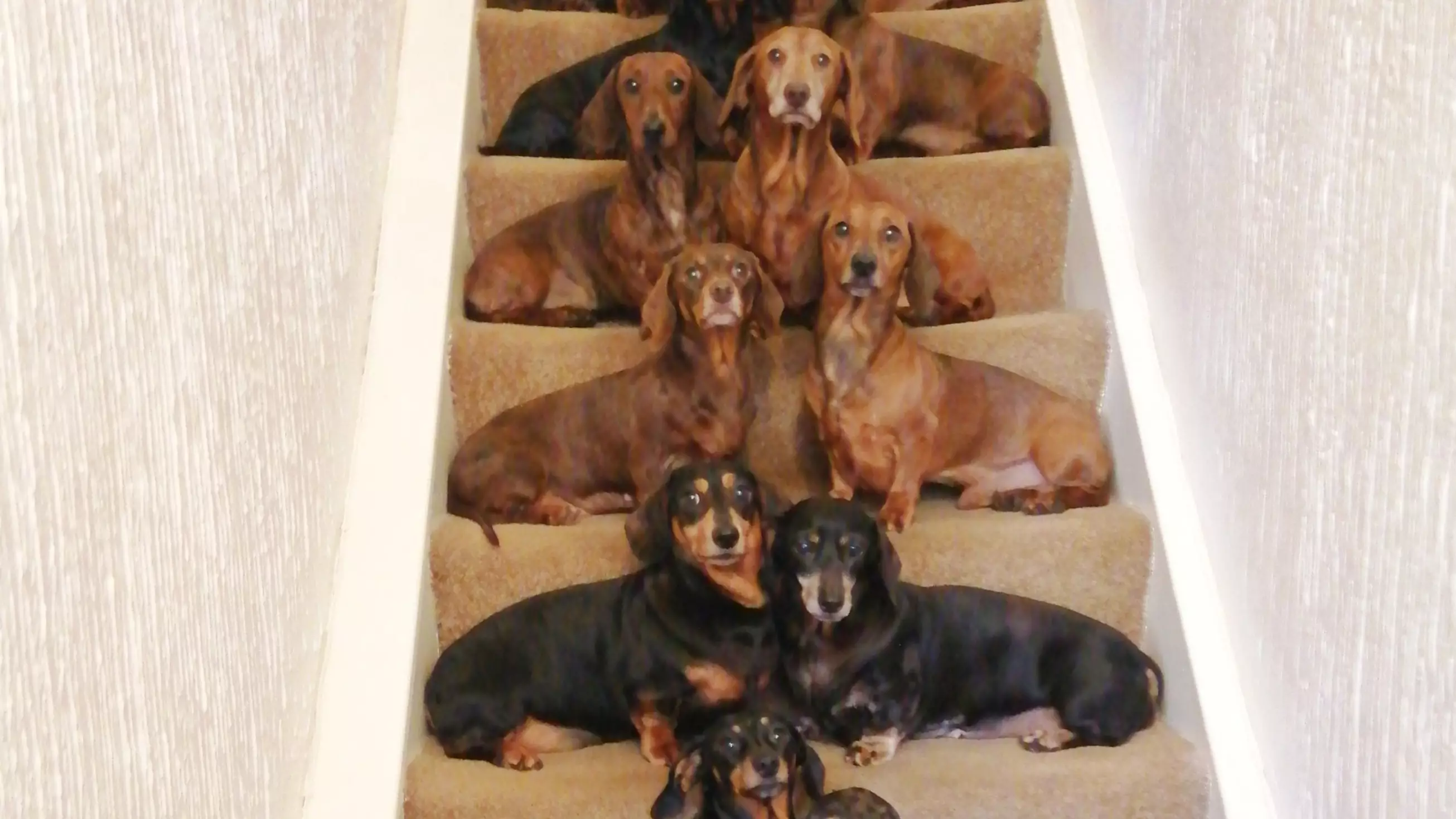 Man Takes Perfect Photo Of His 16 Sausage Dogs Lined Up 