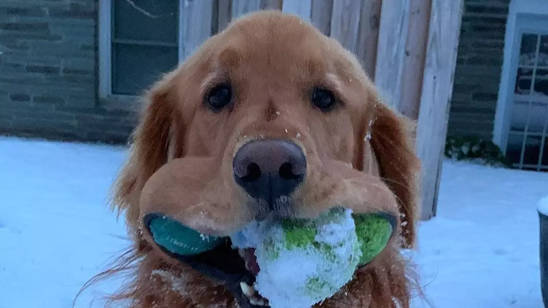 Finley The Golden Retriever Sets World Record For Most Tennis Balls In Mouth