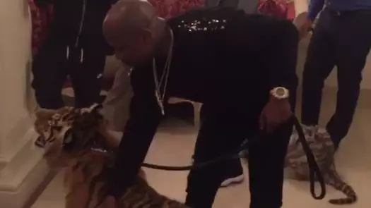 Floyd Mayweather Struggles To Control His Pet Tiger In Hotel Room