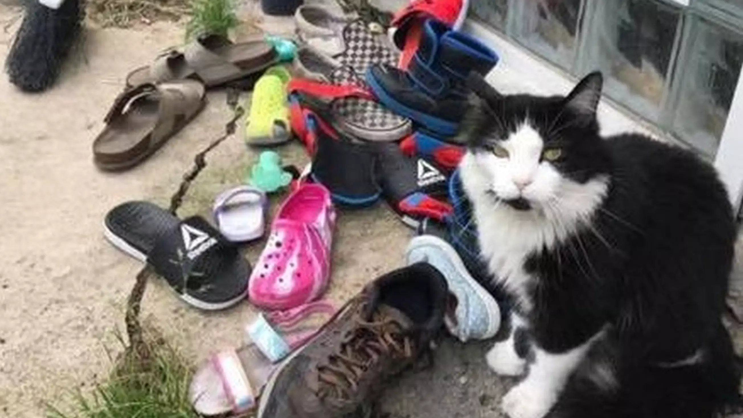 Mortified Owner Discovers 'Kleptomaniac' Cat Has Stolen Hundreds Of Neighbours' Shoes