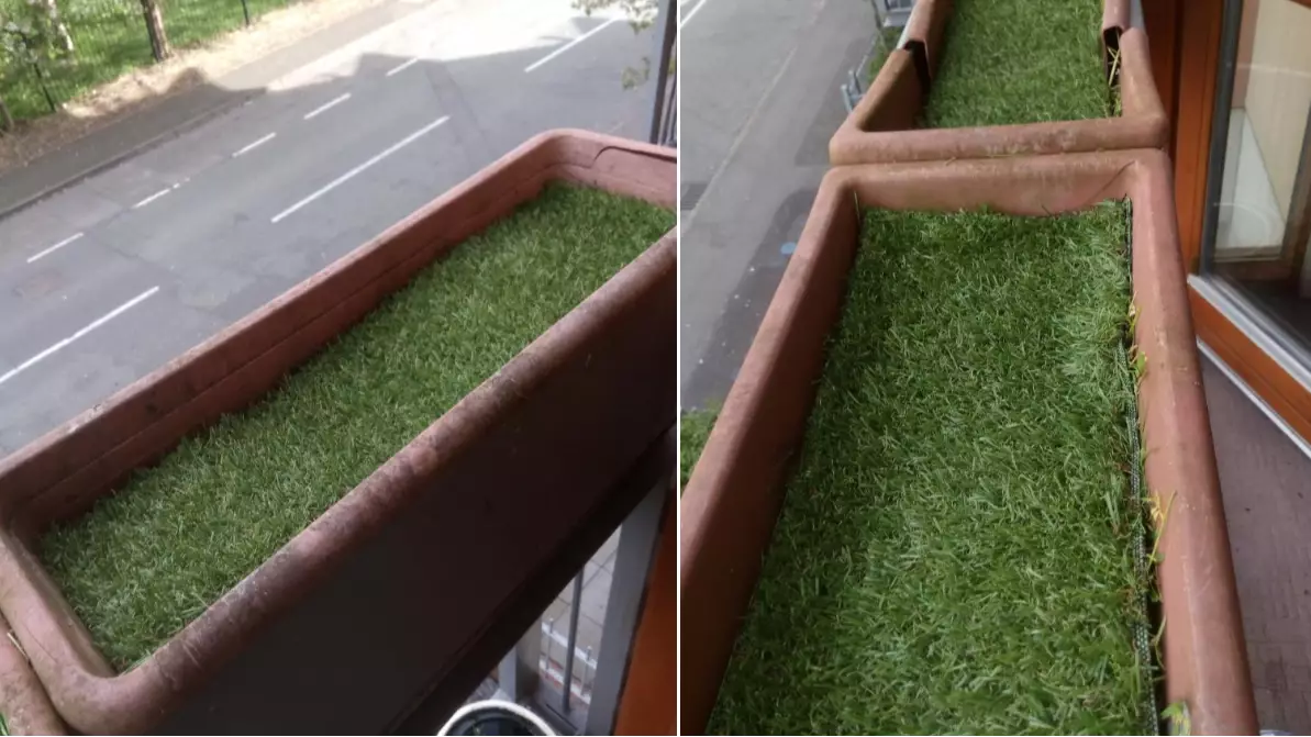 LAD Submits Astroturf Boxes To Chelsea Flower Show And Gets Amazing Response
