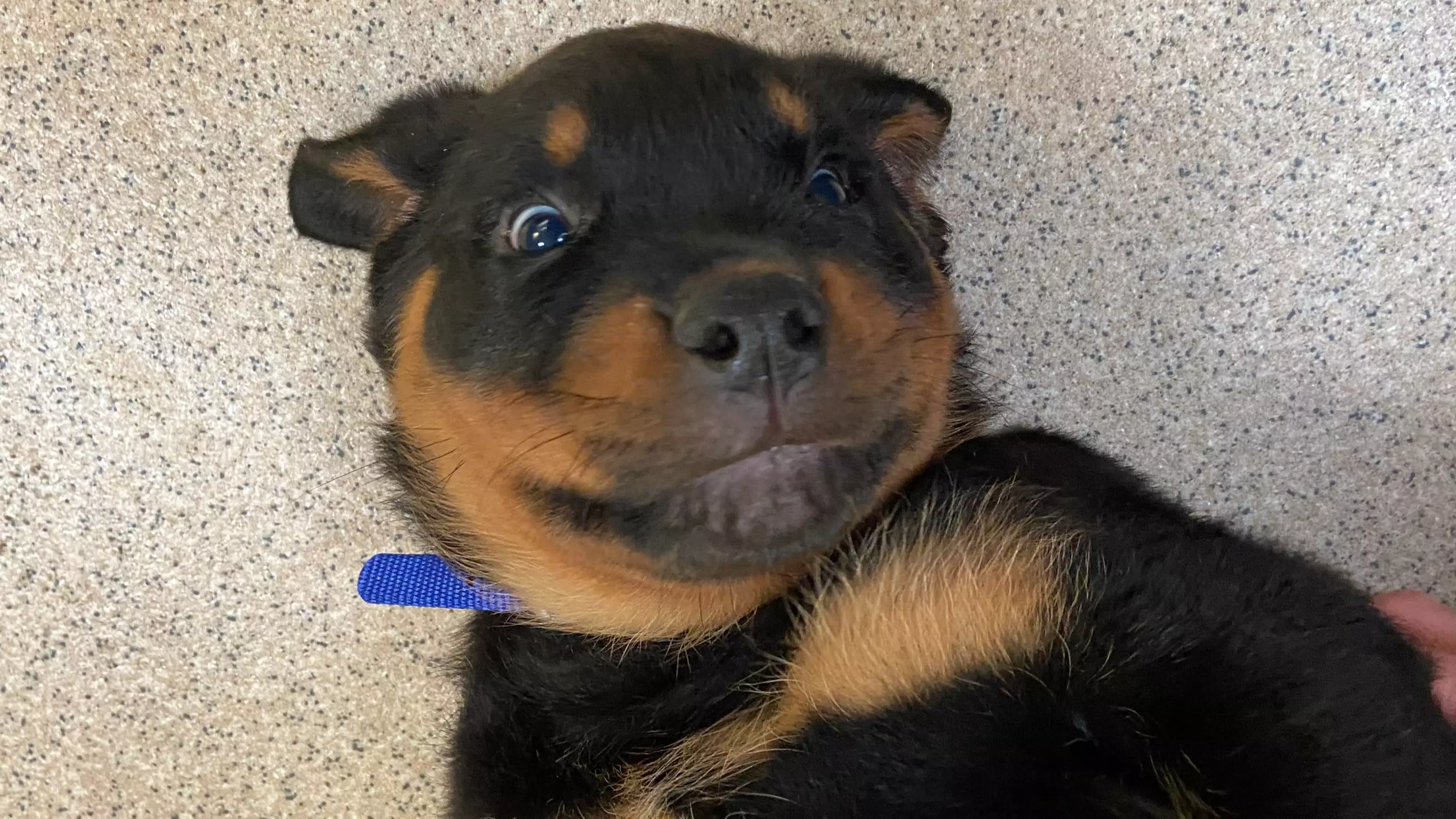 Abandoned Blind Puppy Found Wandering In Park Gets New Home