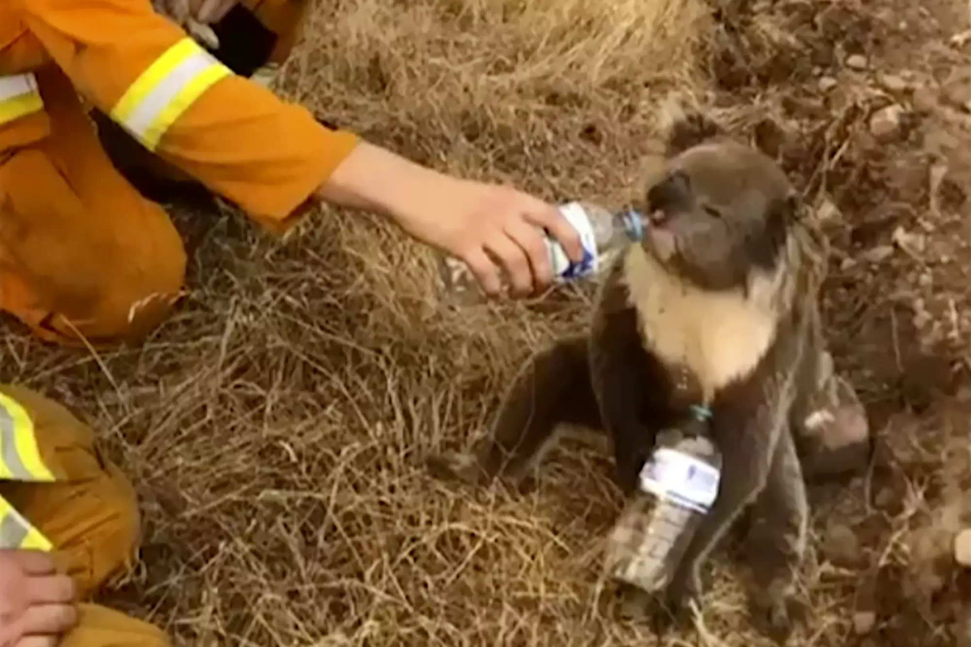 A koala being given water by a firefighter last month.