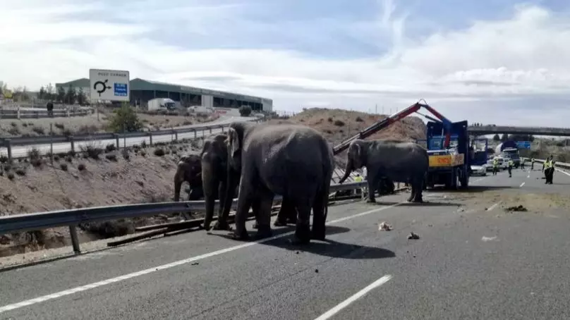 Circus Elephant Dies After Truck Carrying It Overturns In Spain 