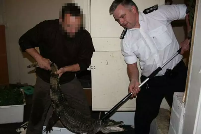 A five-foot spectacled caiman was being kept in a bath in Edinburgh.