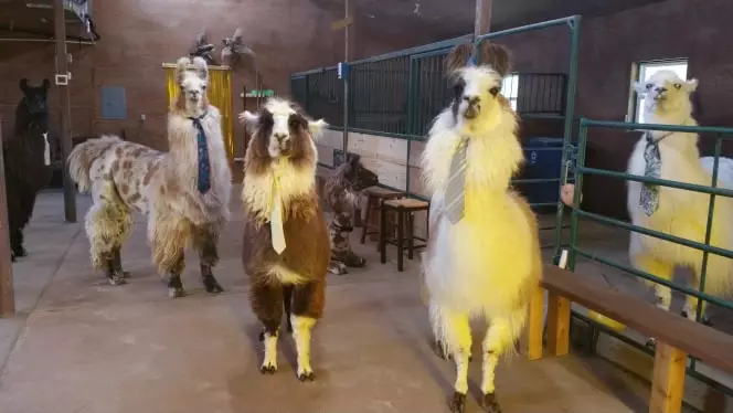 Will you be enrolling in a llama lesson? (