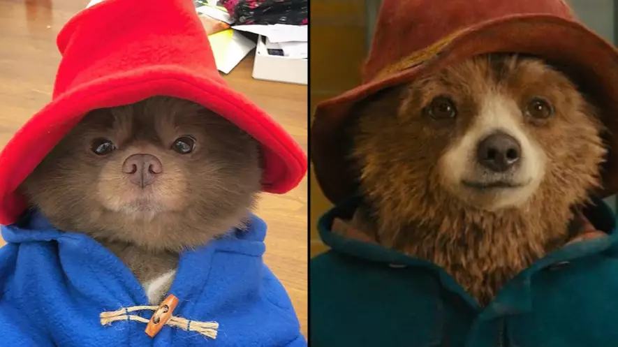 Pomeranian Dog Looking Exactly Like Paddington Bear Is The Best Thing You'll Ever See