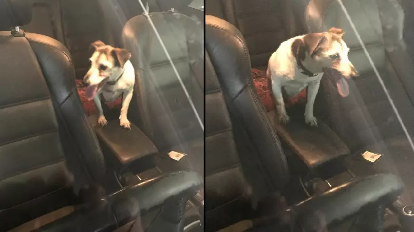 Police Save Dog Stuck In Car On Hottest Day Of The Year