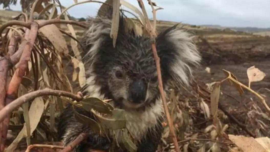 Hundreds Of Koalas Feared Killed During Logging Project In Victoria 