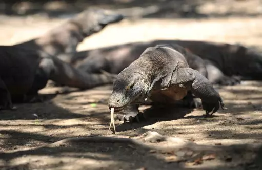 Komodo dragons are formidable predators.