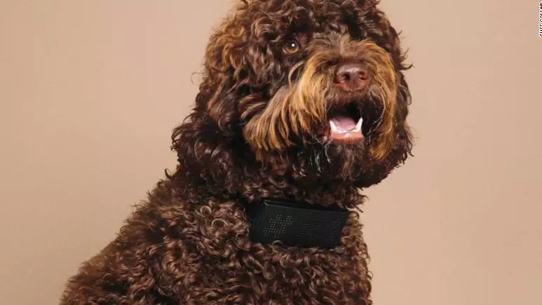 Dog Collar Translates Pets' Barks Into Swear Words