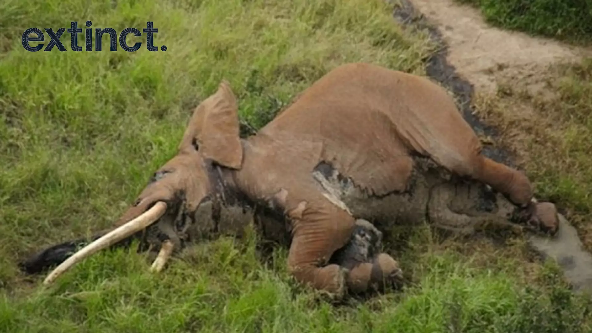 Poachers Kill Rare Elephant Leaving Just 25 Left In The World 