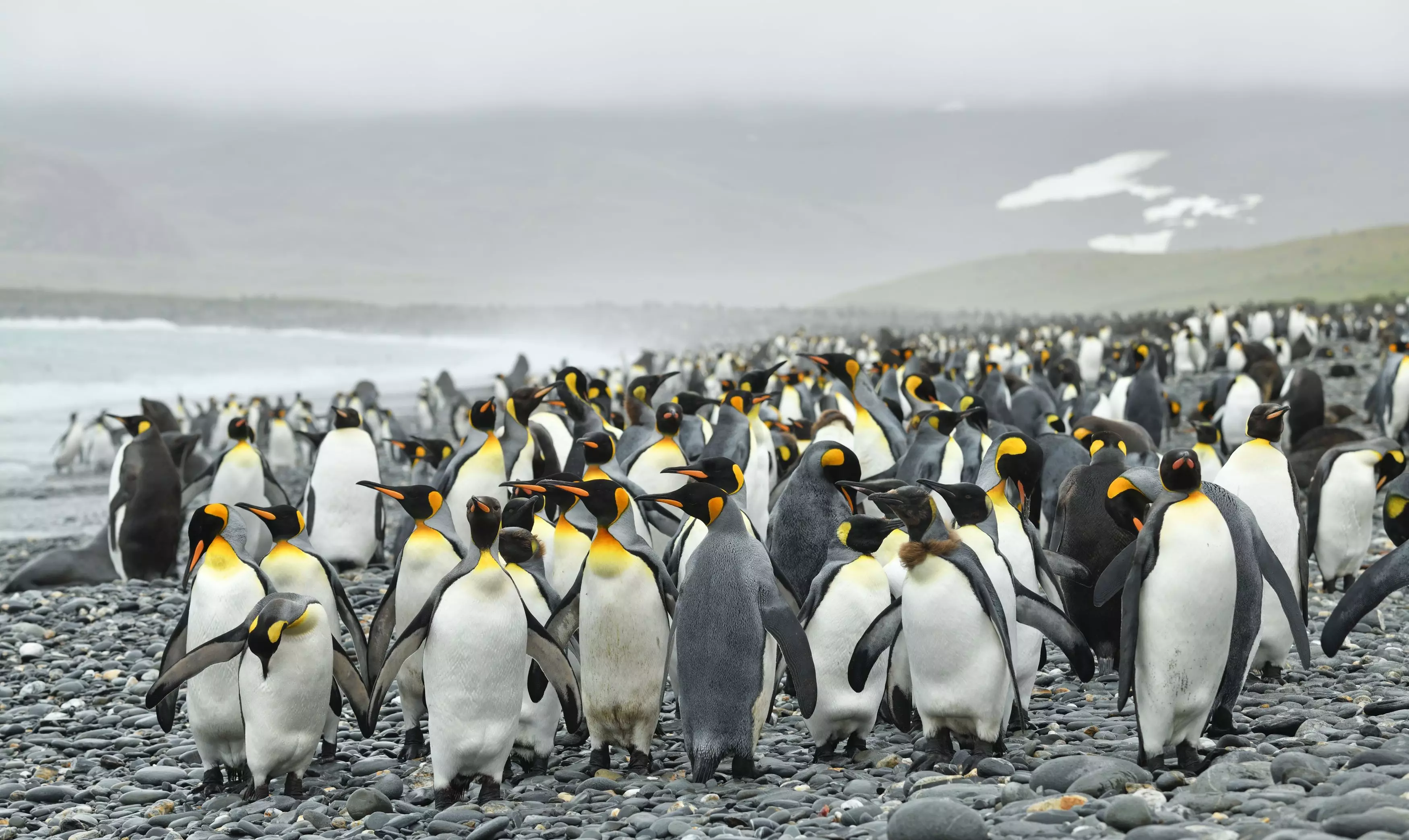 Yves noticed the bright yellow penguin standing amongst a group of familiar looking penguins (