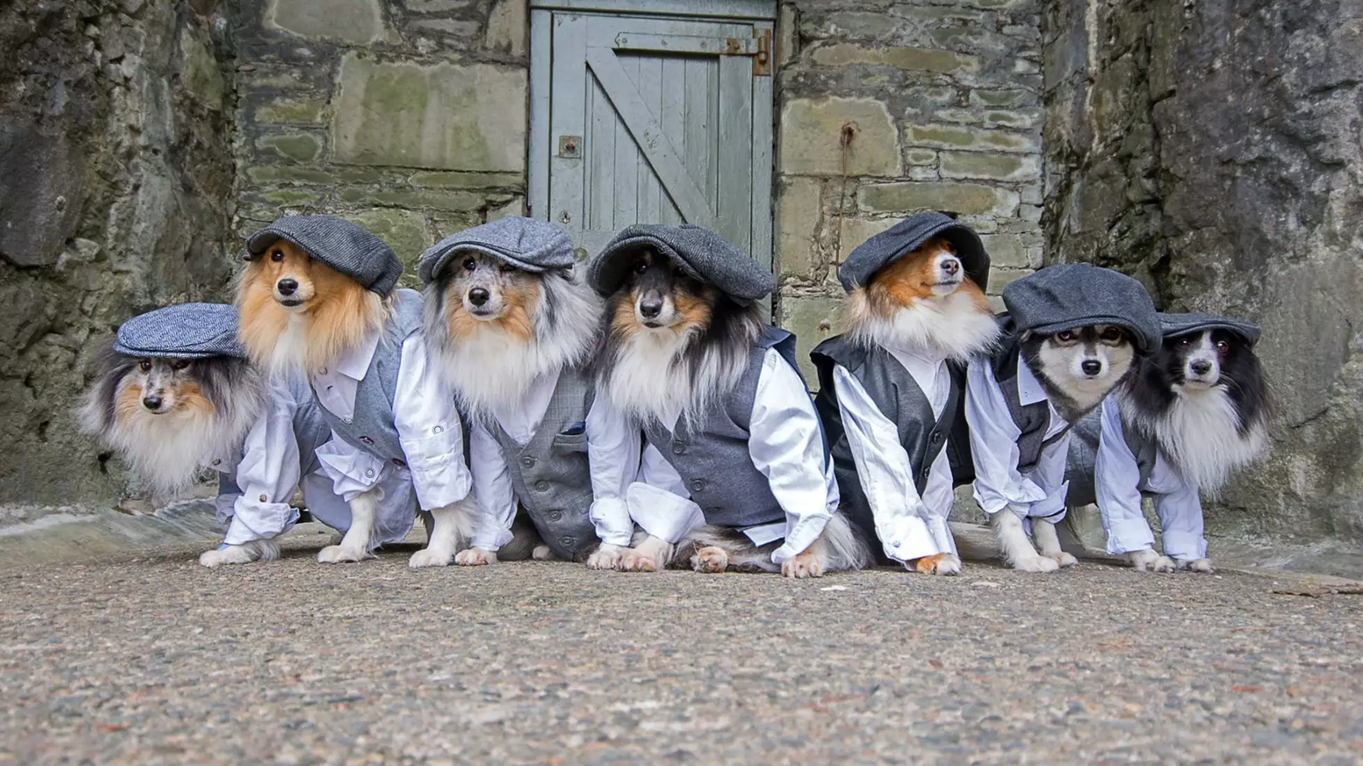 Adorable Collies Pose For 'Peaky Blinders' Themed Photo Shoot