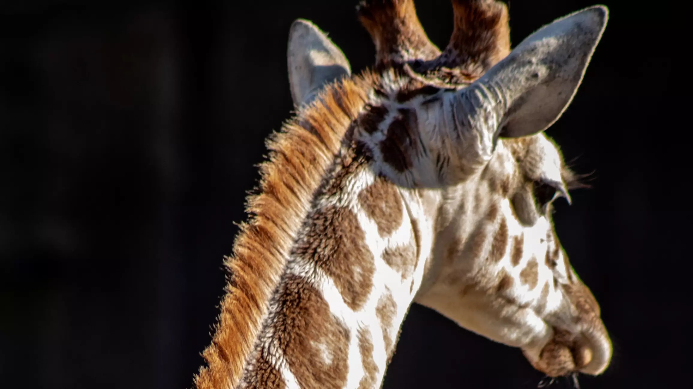Giraffes Could Soon Be Officially Considered An Endangered Species