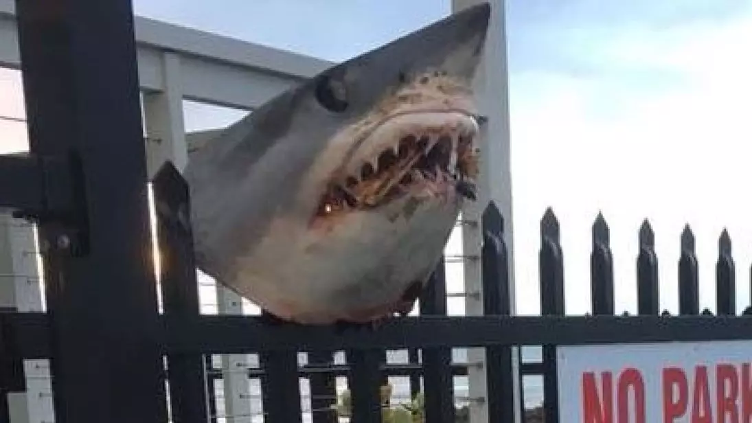 Shark's Head Impaled On Fence With A Mouth Full of Fag Ends And Pizza