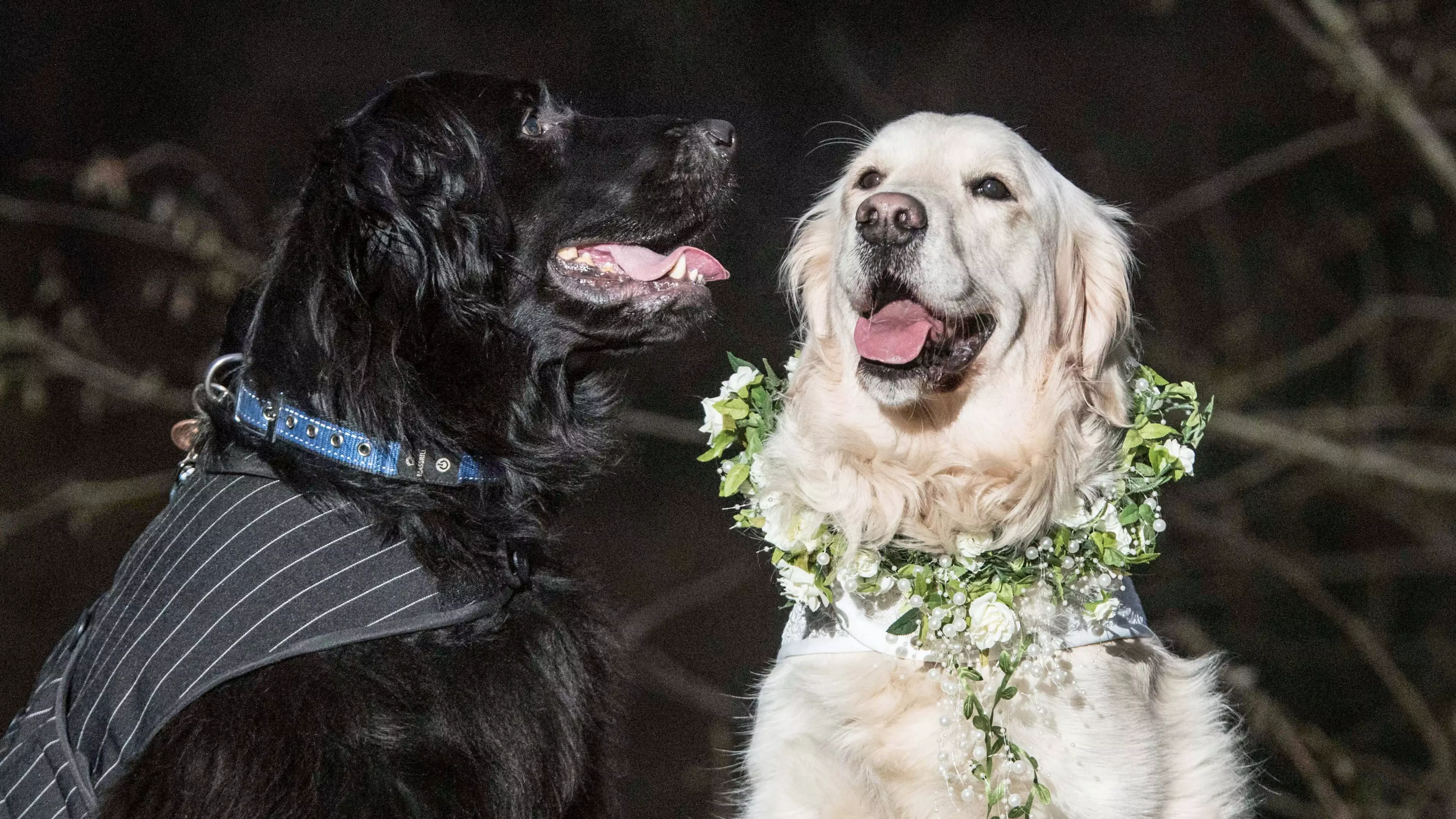 Inseparable Love-Dogs Tie The Knot In Extra AF Canine Wedding Ceremony 