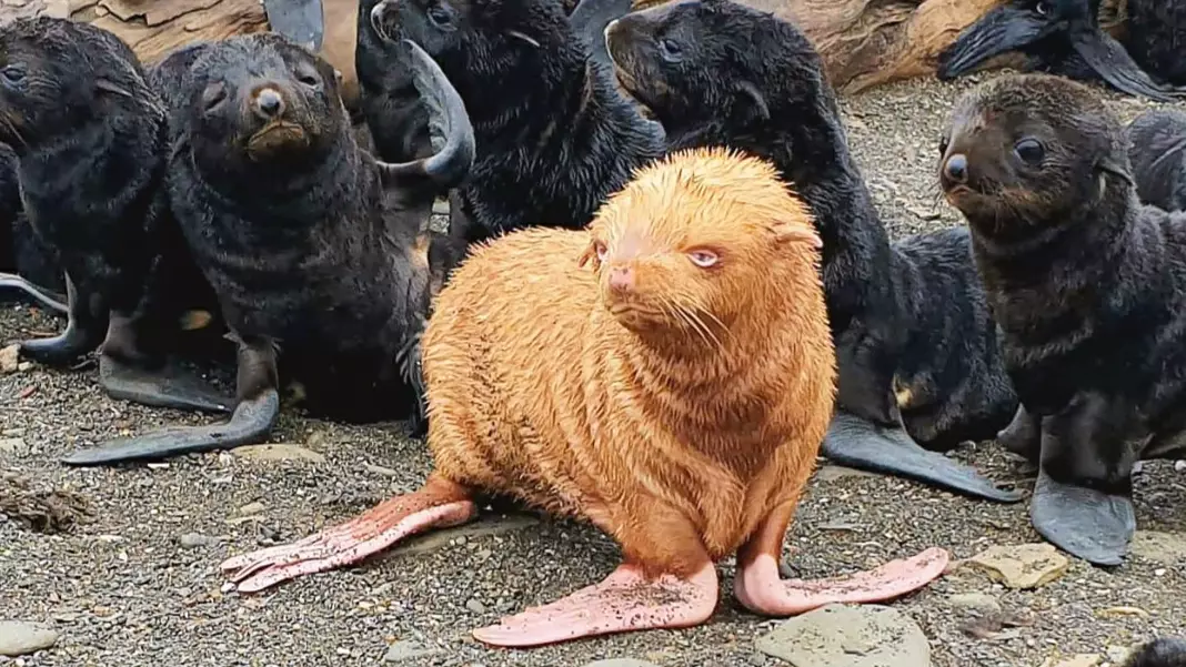 Rare Ginger Seal Pup Risks Being Shunned Over Unusual Colouring 