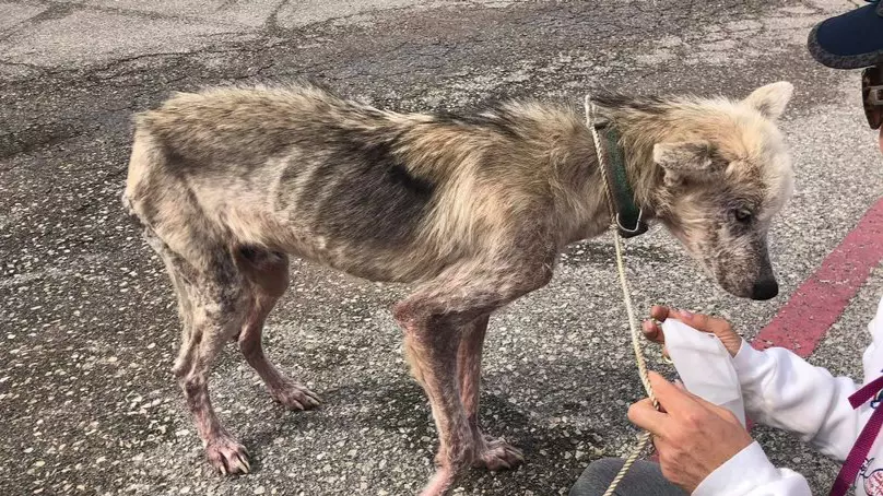 ​Husky Starved By Cruel Owner Undergoes Heartwarming Transformation