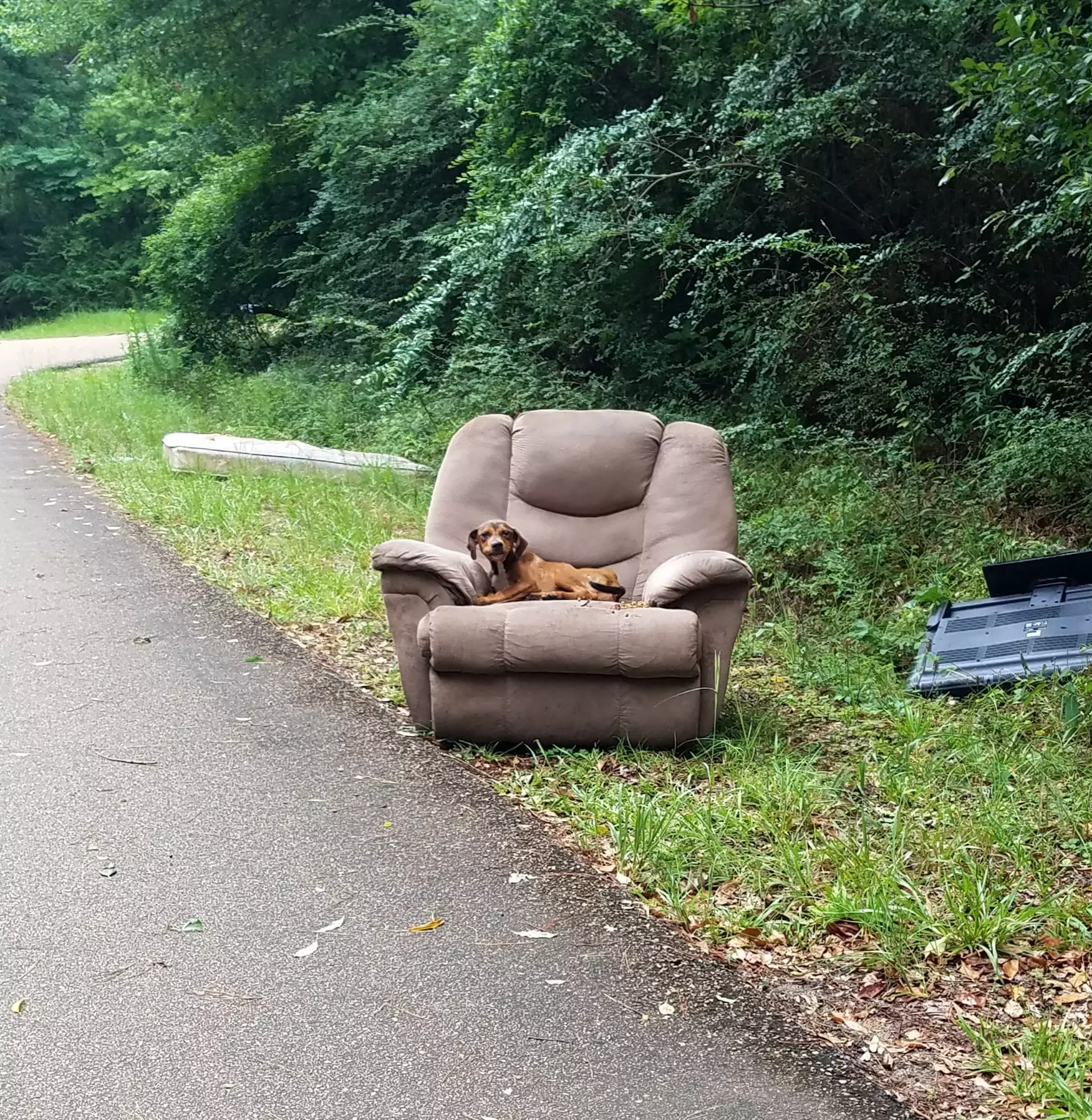 The 'dumped' dog was spotted on the side of the road in Mississippi.