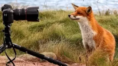 Rare Images Show Orphaned Fox Raised By Two Scottish Photographers