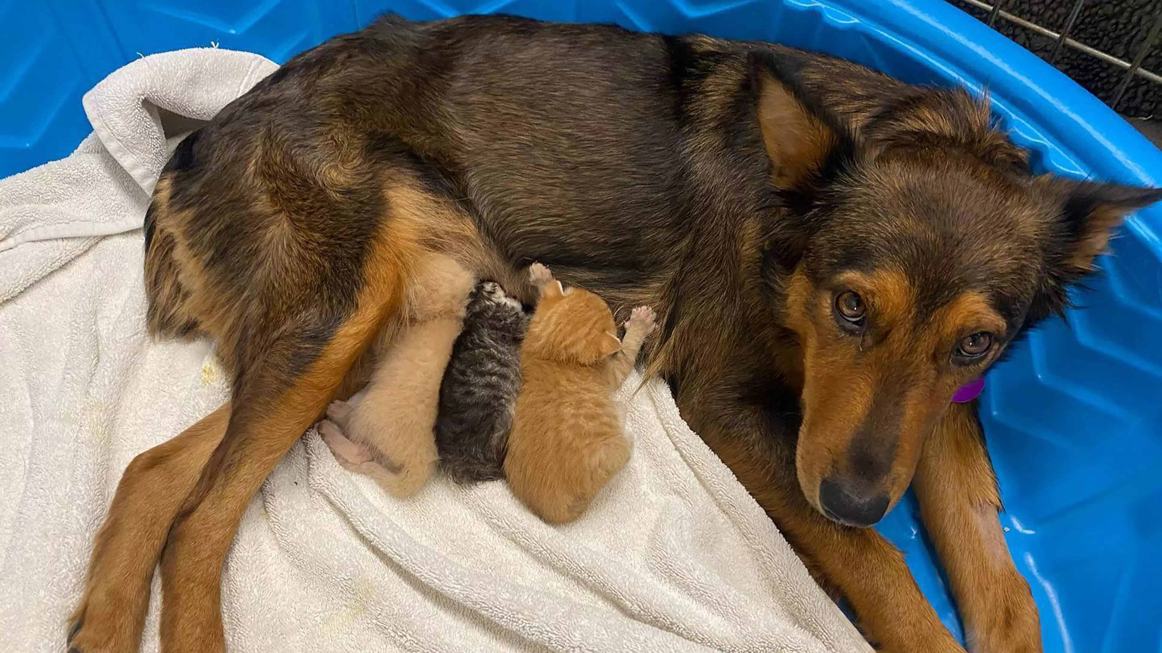 Dog Adopts Litter Of Kittens After Tragically Losing Her Own Puppies