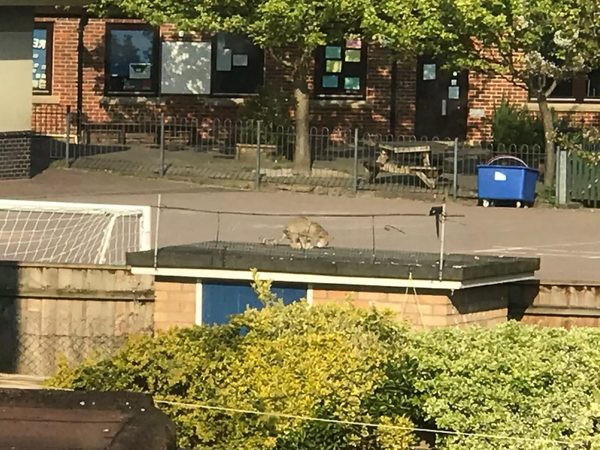 The wildcat was spotted by a resident who lives in the area.