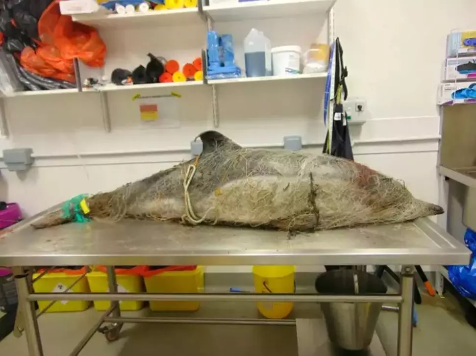 A vet shared this heartbreaking image of a dolphin that died tangled in disused fishing nets.