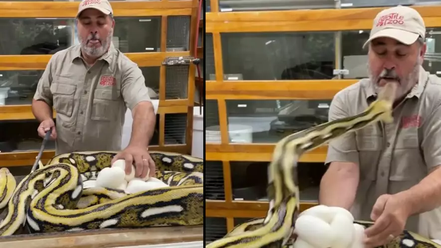Huge Python Takes Bite Out Of Zookeeper's Face In Terrifying Footage