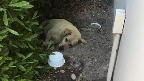 Dog Is Found Living In Dirt After Family Moved Away 