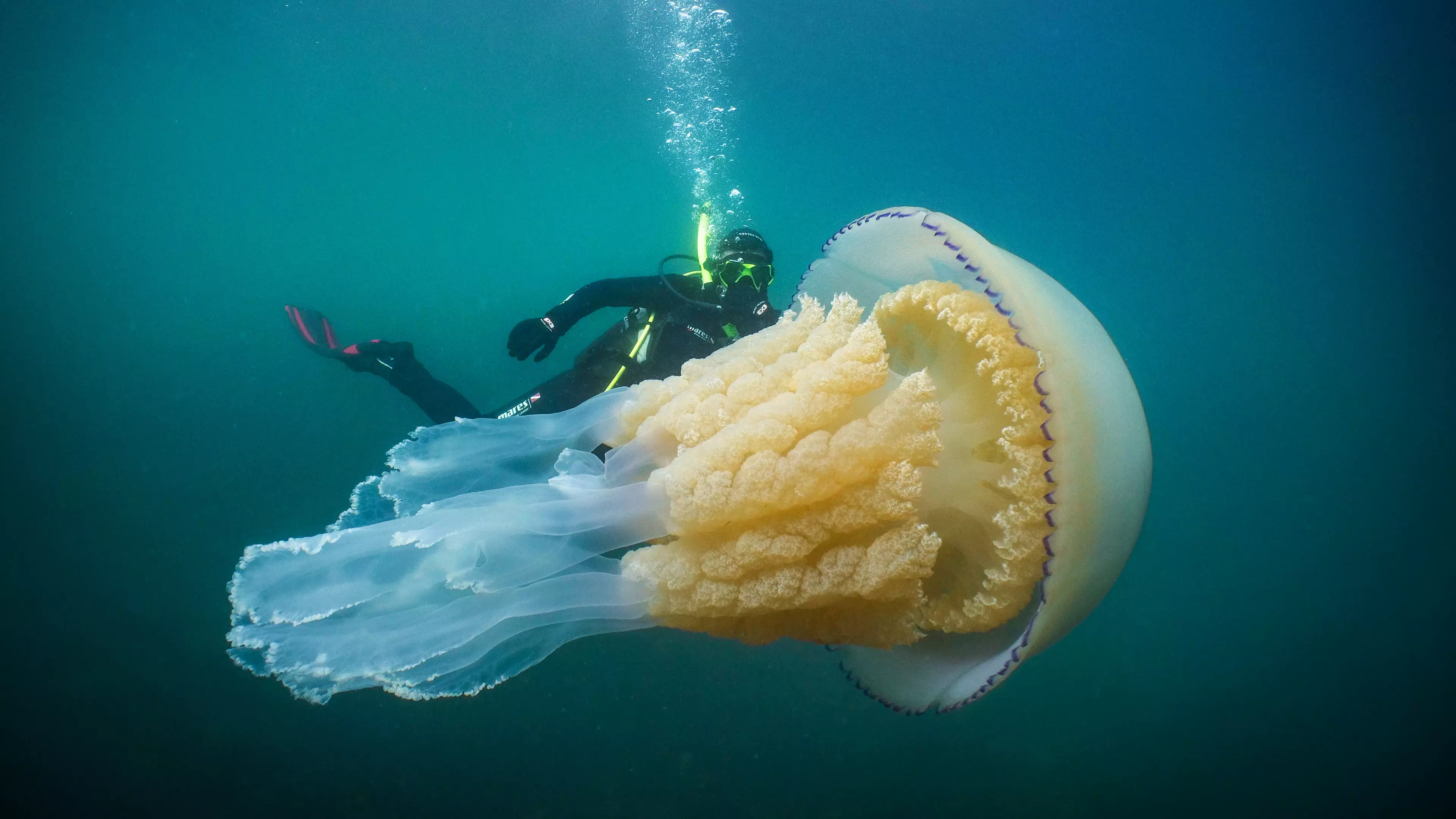 Second Mammoth Jellyfish Sighting Sparks Invasion Fears In British Waters