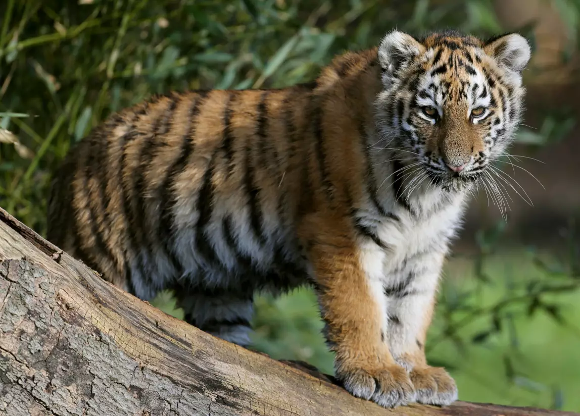 A four-month-old critically endangered Amur tiger cub at Woburn Safari park in Bedfordshire.