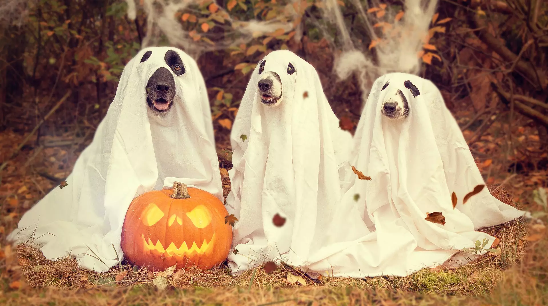 We doubt the ghost dog at Airth Castle is as cute as these guys. (