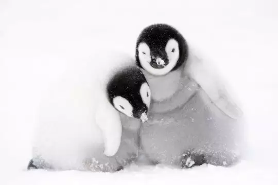 The 'Dynasties' crew stepped in to help some penguins and their offspring.