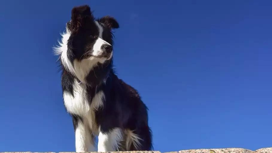 Nearly 600 Border Collies Gathered In Australia To Break A World Record 