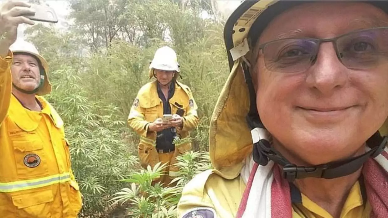 Firefighters Stumble Across Huge Cannabis Crop While Fighting Bushfires In Australia